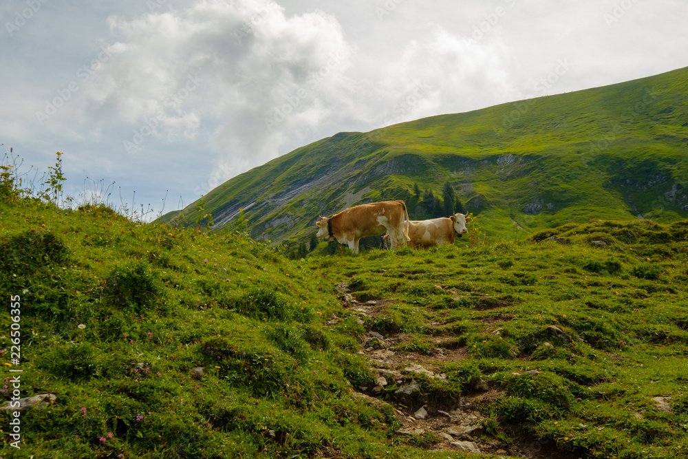 Small herd of cows graze in the Alpine meadow in Switzerland Small herd of cows graze in the Alpine meadow in Switzerland