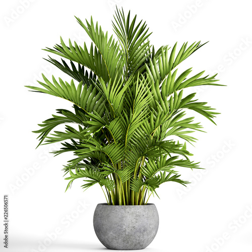 Howea palm in a pot on a white background	 photo