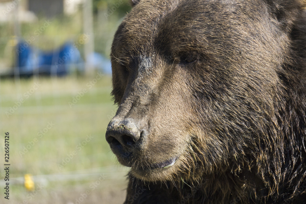 Obraz premium Close up of a bear