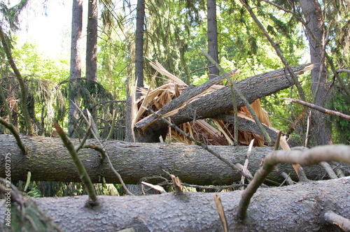Broken and fallen trees after a hurricane and strong wind