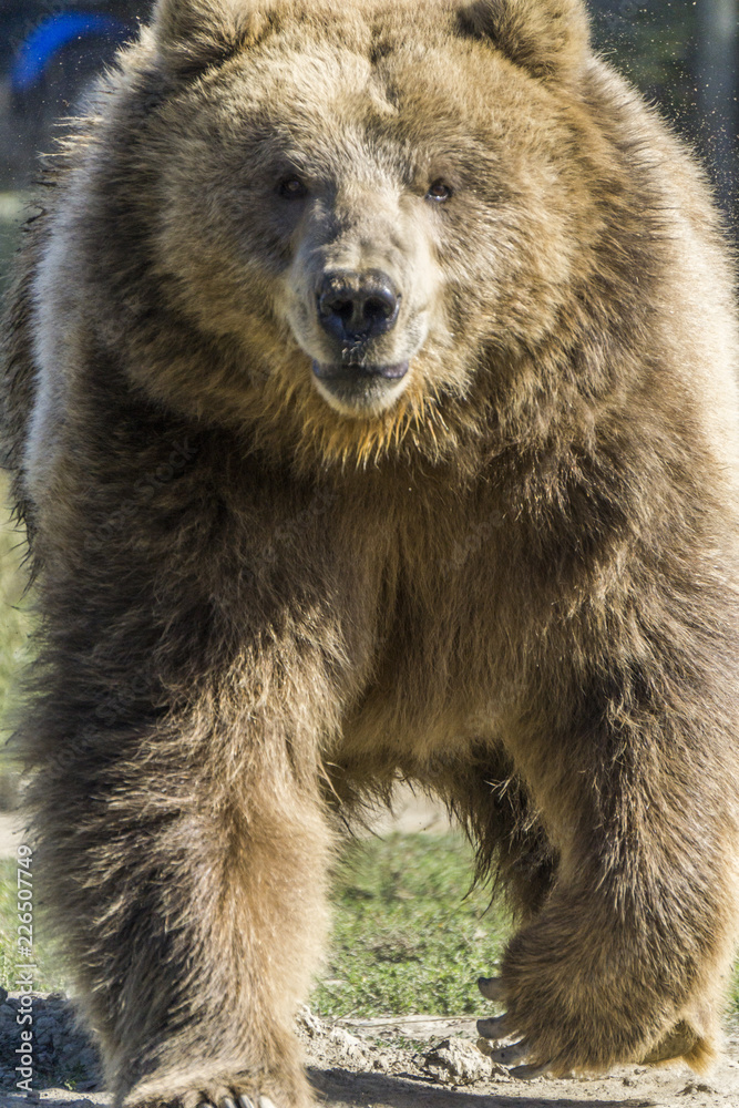 Fototapeta premium Close up of a bear