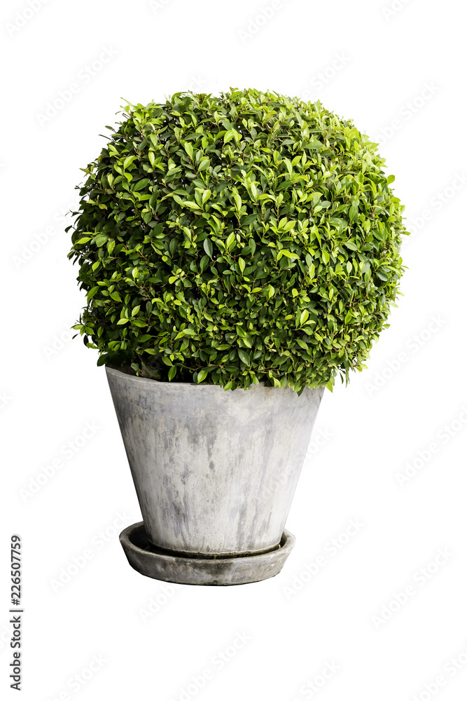 Isolated tree, house plant on the gray cement pot, mockup plant decoration. Isolated tree, house plant on the gray cement pot, mockup plant decoration.