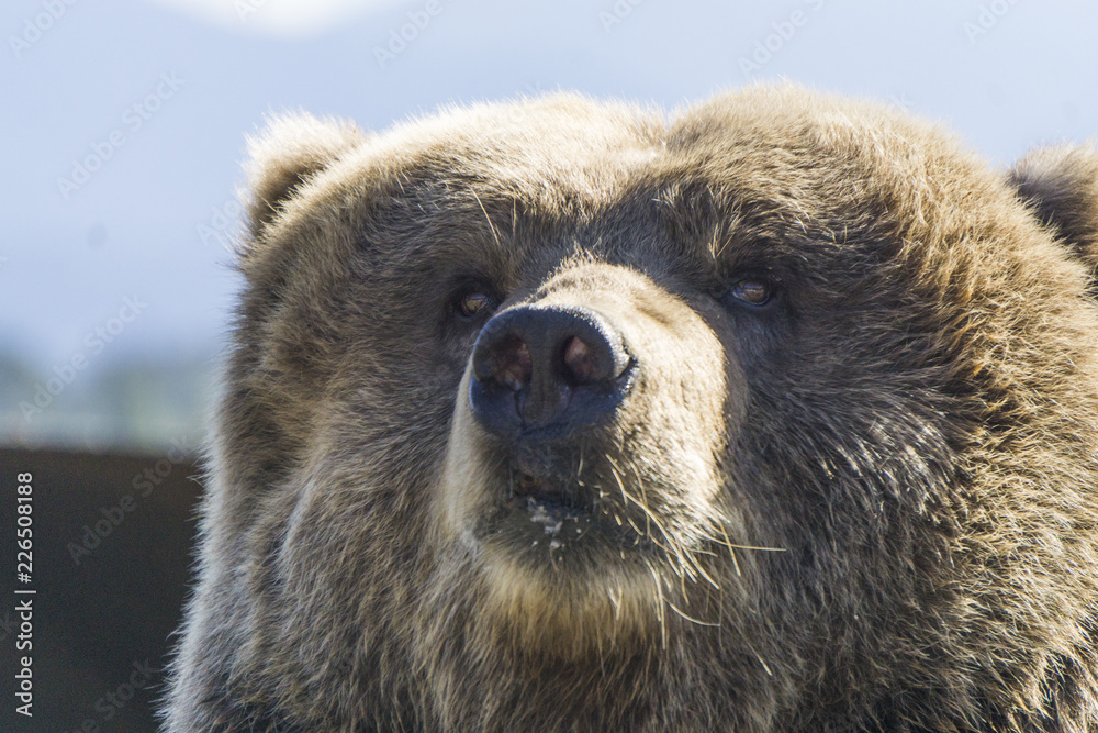 Obraz premium Close up of a bear