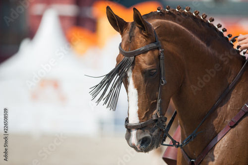 chestnut andalusian horse head closeup