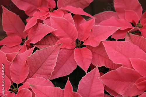 group of pink poinsettia