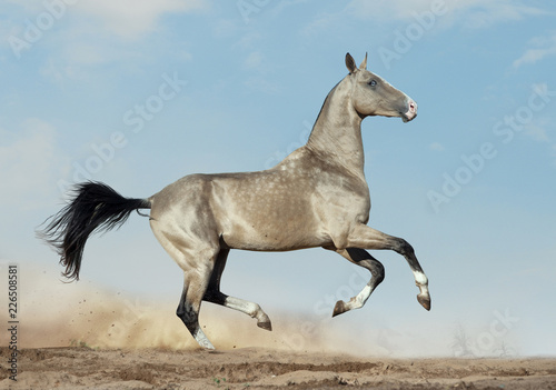 golden dun akhal-teke with blue eyes runs in desert photo