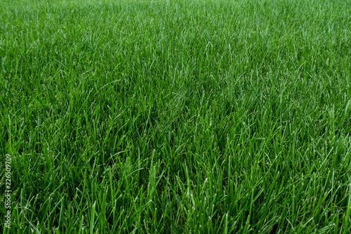 Fresh green lawn background.