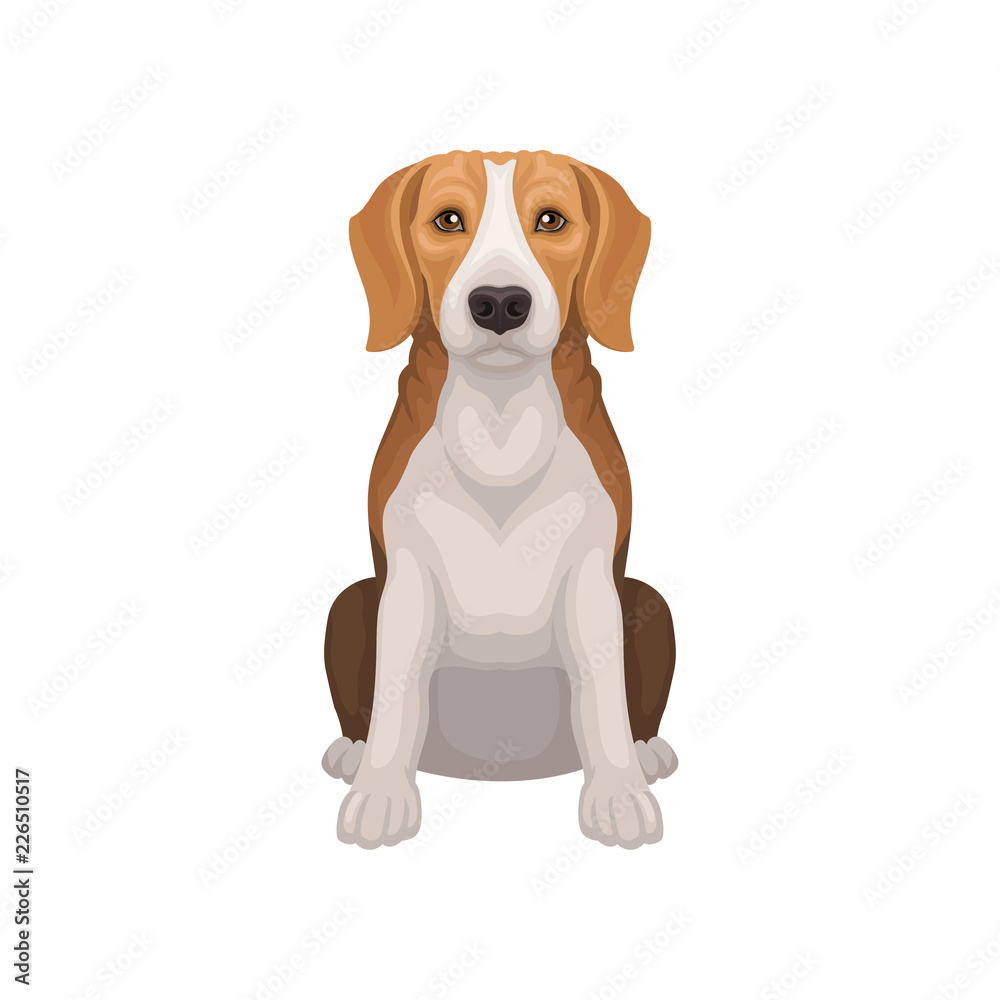 Beagle with shiny eyes in sitting position. Small breed of hunting dog. Short-haired puppy with long ears. Flat vector design