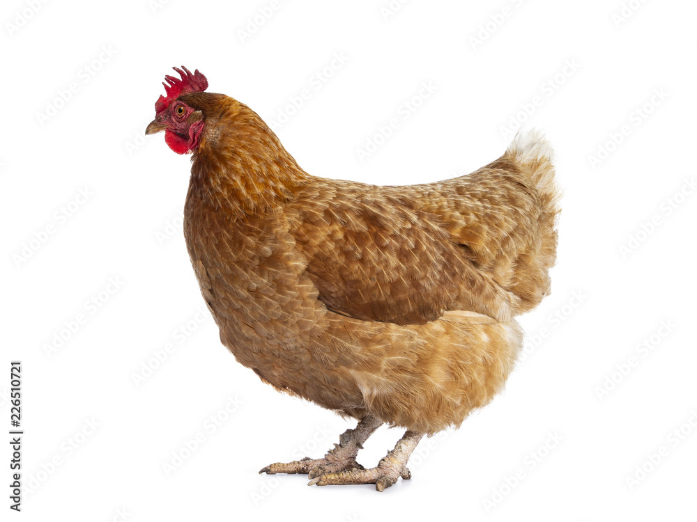 Fototapeta premium Brown Barnevelder chicken hen standing side ways looking to the left, isolated on white background