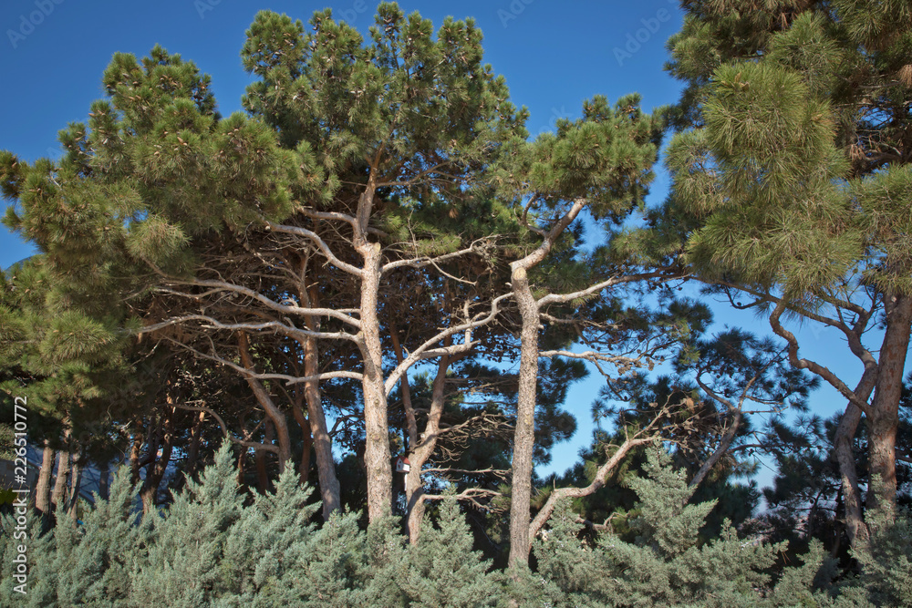 Pine tree and pine cone . Pine Tree with Cones . Pitch Pine trees with fresh brown pine cones and green pine needles