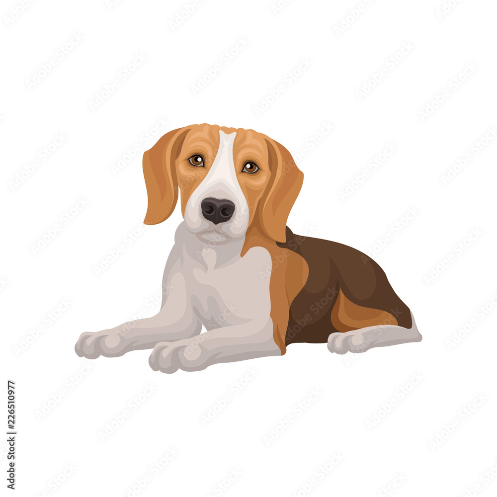 Flat vector design of lying beagle dog. Small puppy with cute muzzle. Domestic animal. Element for pet food packaging