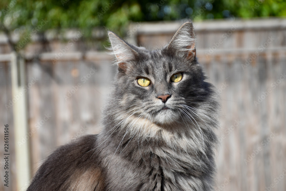 Large Maine Coon, male, silver blue tabby cat, with long fur, outdoors in garden.
