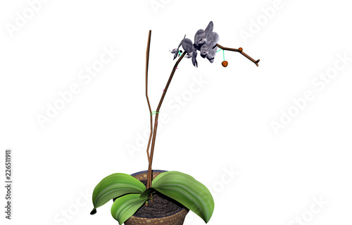 Orchideen im Blumentopf photo