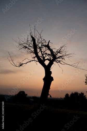 Baum im Sonnenaufgang