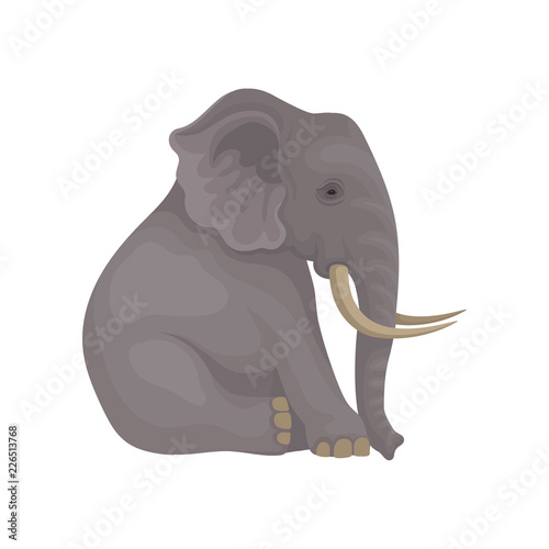 Big gray elephant sitting isolated on white background. Wild animal with large ears, long trunk and tusks. Flat vector icon