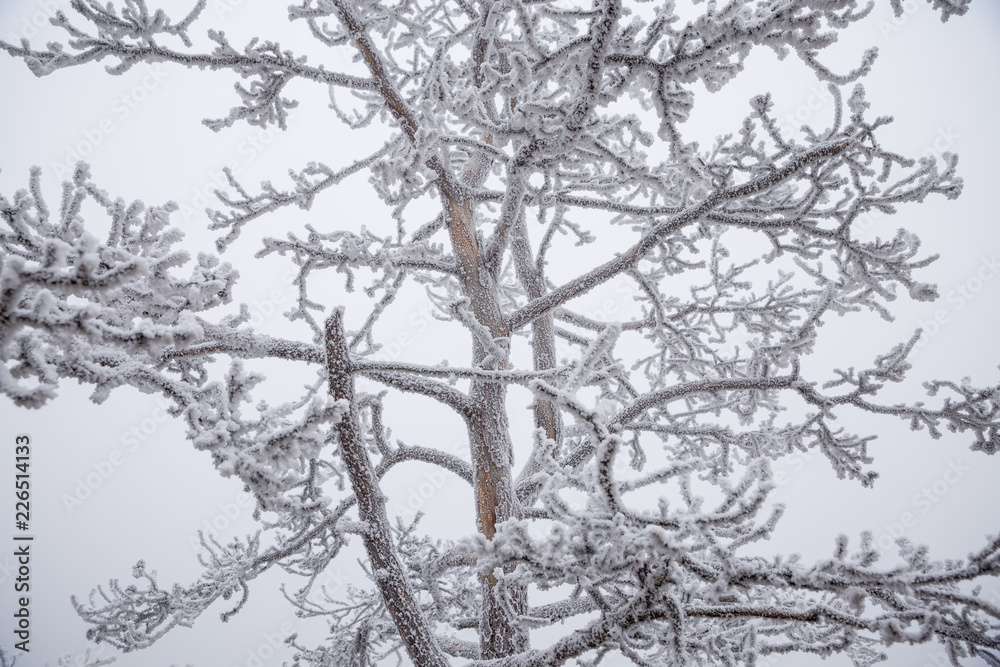 Obraz premium Frozen tree