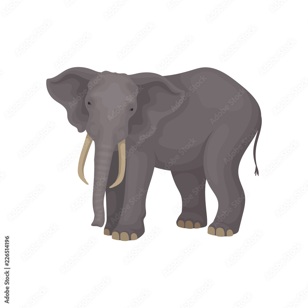 Flat vector portrait of adult elephant. Wild African or Asian animal with large ears, long trunk, tusks and tail