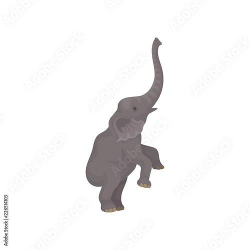 Big gray elephant standing on hind legs. Wild African animal with long trunk and large ears. Flat vector design