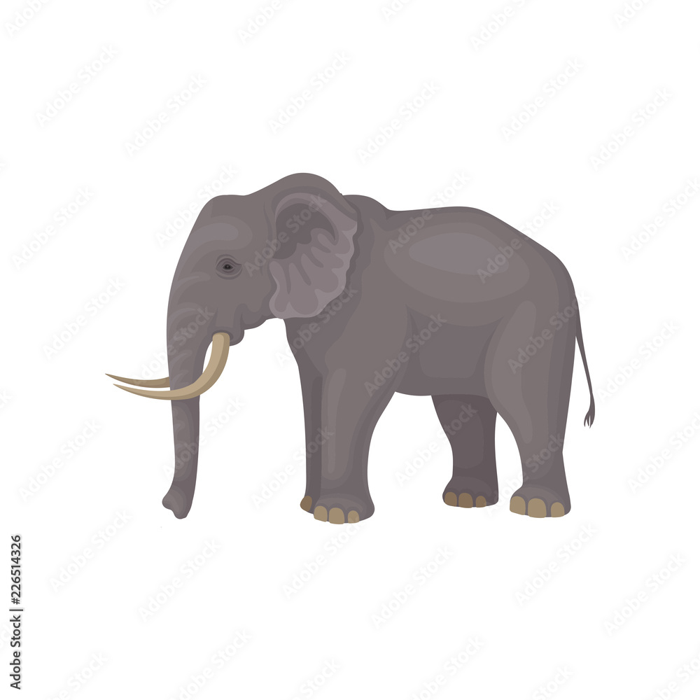 Gray elephant standing isolated on white background. Wild animal with large ears, long trunk, tail and tusks. Flat vector design