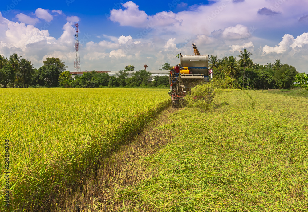 Farmers are harvesting rice by tractor Farmers are harvesting rice by tractor