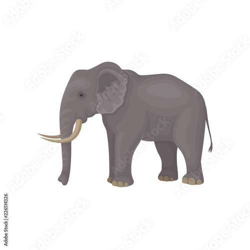 Gray elephant standing isolated on white background. Wild animal with large ears  long trunk  tail and tusks. Flat vector design