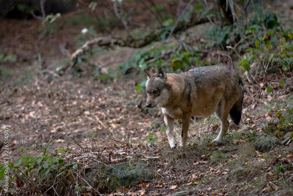 Naklejka premium Wolf in Bayerischer Wald National Park, Germany