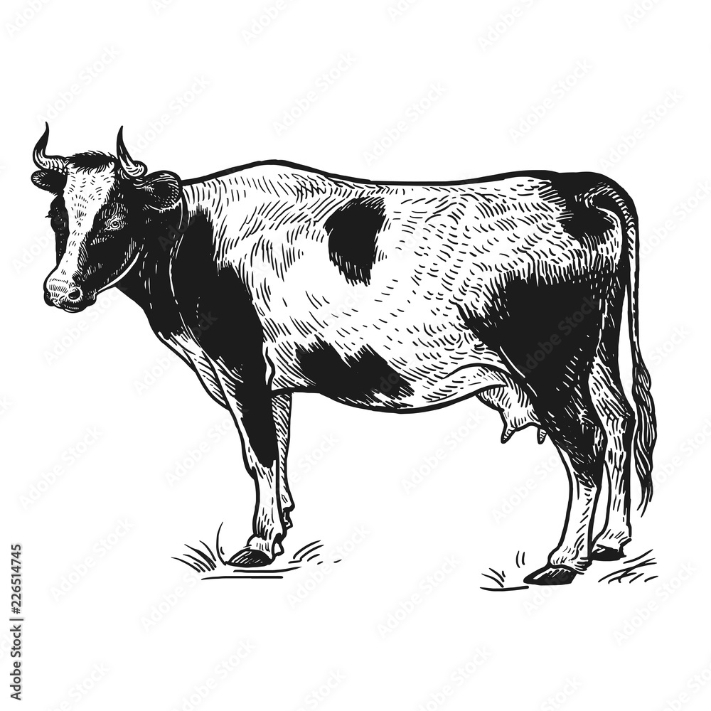 Cow. Farm animal. Isolated realistic handmade drawing. Stock ...