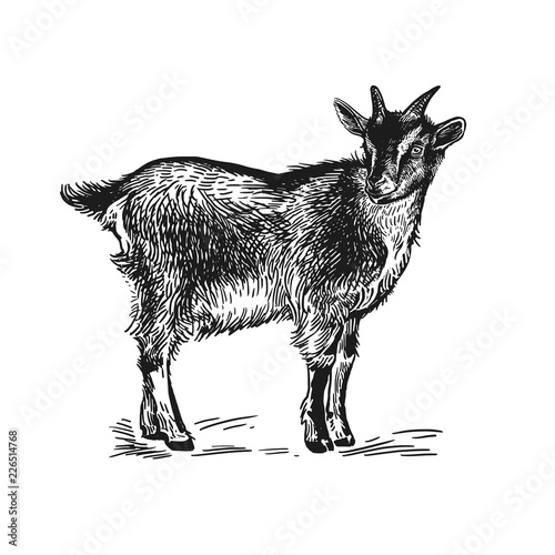 Goat. Farm animal. Isolated realistic handmade drawing.