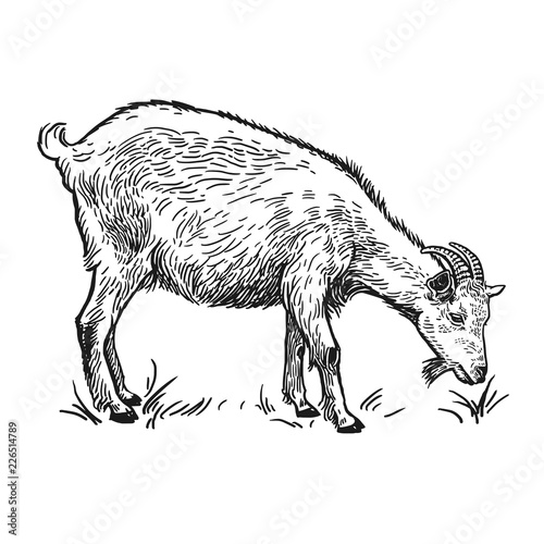 Goat. Farm animal. Isolated realistic handmade drawing.
