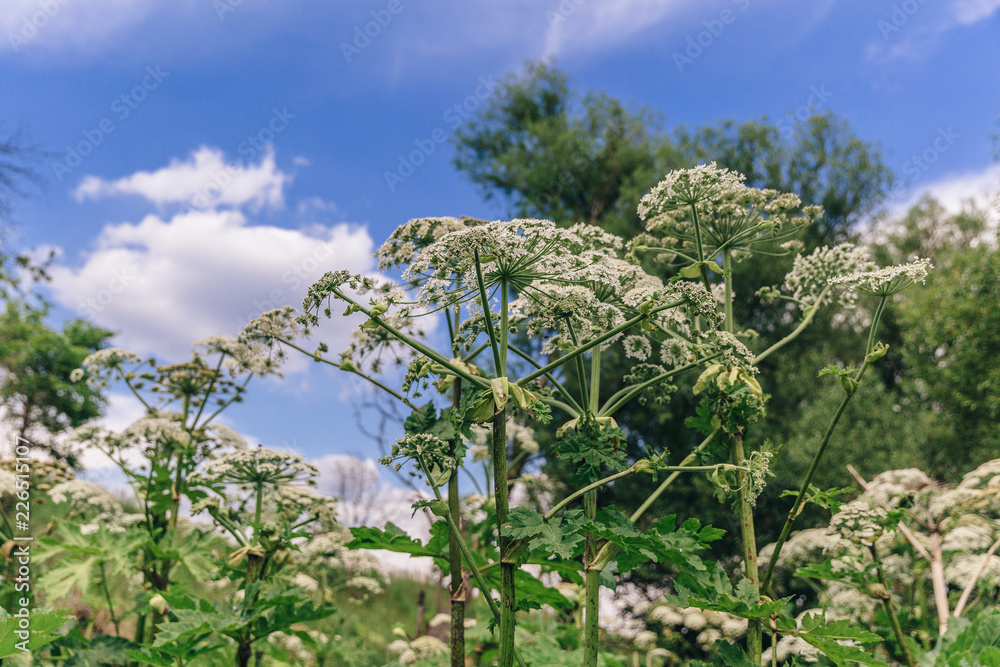 Fototapeta premium Cow parsnip or heracleum is a greatest ecology problem in the world.
