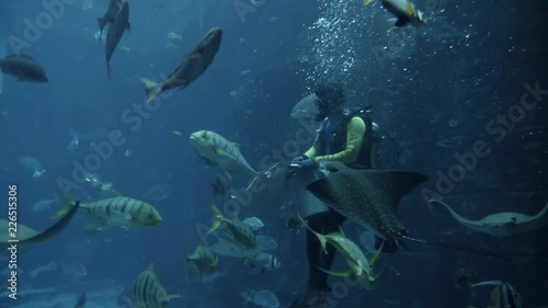 View through glass in underwater zoo Scuba diver swimming with cramp fish in deep blue water in tank aquarium Exotical fishes fly over camera and around divers Slow motion photo