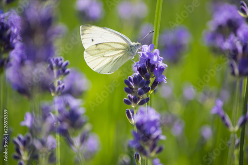 Fototapeta Naklejka Na Ścianę i Meble -  Lavendel und Schmetterling