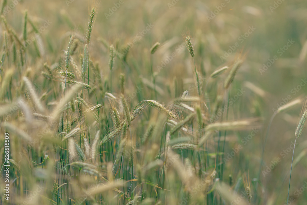endless wheat field, spikelet of ripened wheat grains sway in the wind on a summer sunny day endless wheat field, spikelet of ripened wheat grains sway in the wind on a summer sunny day