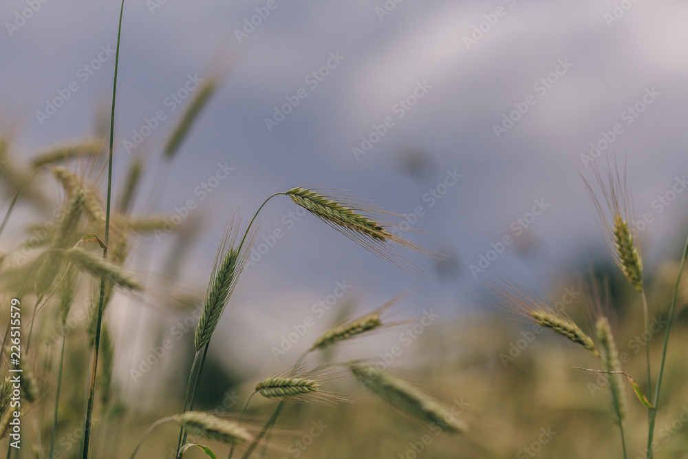 endless wheat field, spikelet of ripened wheat grains sway in the wind on a summer sunny day endless wheat field, spikelet of ripened wheat grains sway in the wind on a summer sunny day