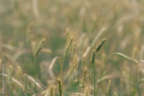 endless wheat field, spikelet of ripened wheat grains sway in the wind on a summer sunny day
