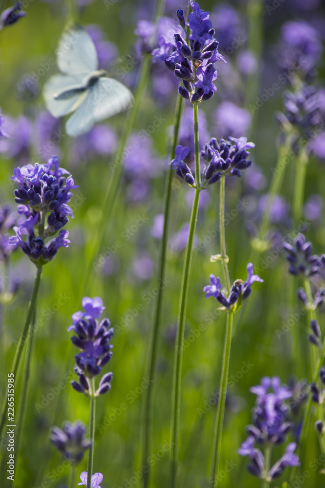 Obraz premium Lavendel und Schmetterling