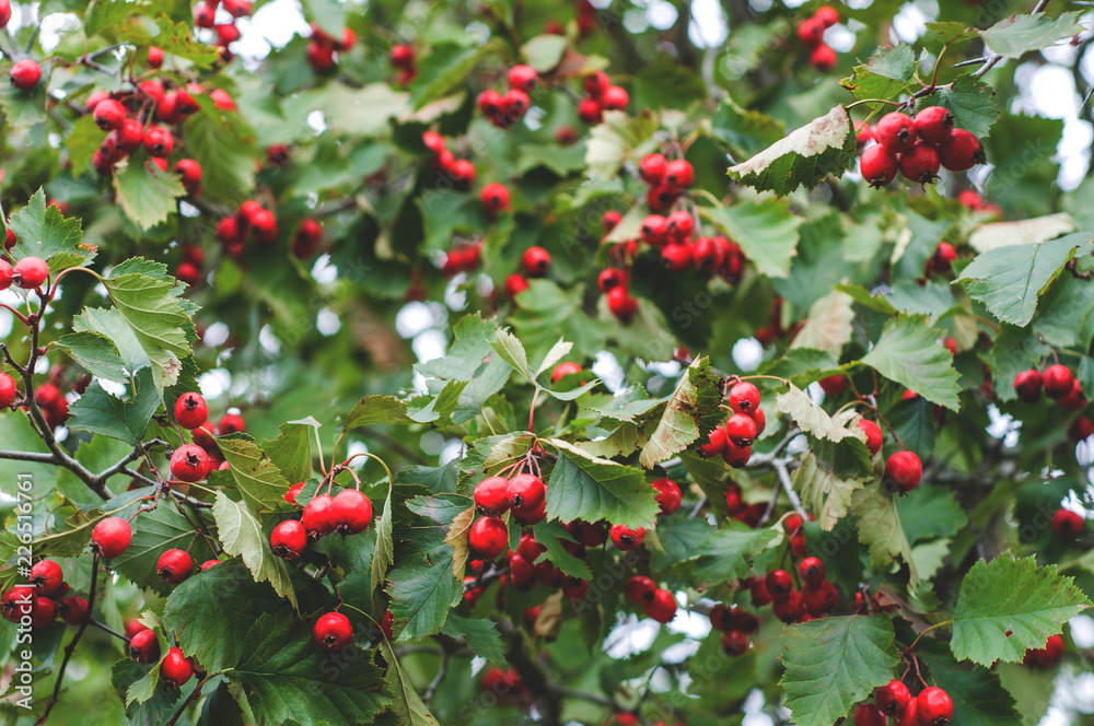 Fresh hawthorn berries on the tree