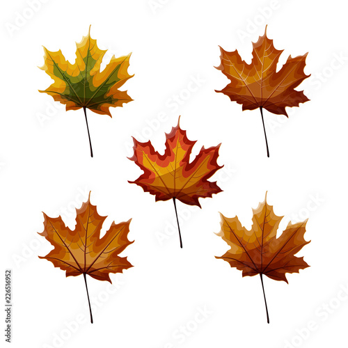 Set of autumn maple laves in different autumnal green  yellow  orange  red  brown colors isolated on white background.