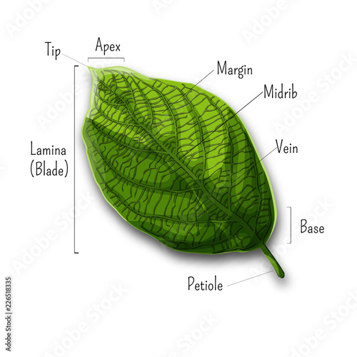 Basic leaf parts, external structure infographics isolated on white background. photo