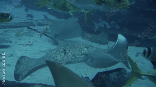 Lot of exotical fishes in deep blue water in big tank aquarium Spotted cramp fish swimming View through glass in underwater zoo Slow motion photo