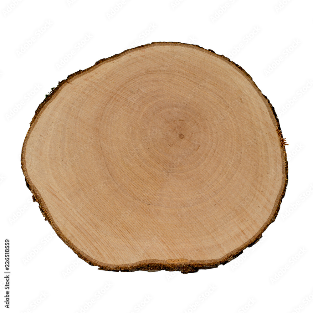 Cross section of tree trunk isolated on white background. Oak tree cross section. Cross section of tree trunk isolated on white background. Oak tree cross section.