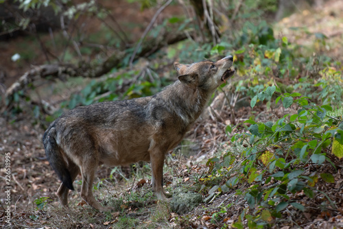 Wolf in Bayerischer Wald National Park, Germany