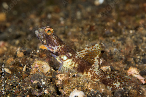 highfin shrimpgoby fish