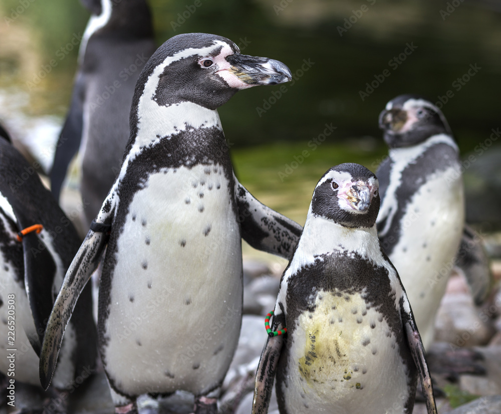 Fototapeta premium Father Humboldt penguin looking after baby penguin