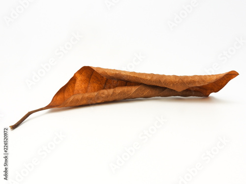 When the leaf fall off the tree. Leaf turn yellow and curl up. Isolated on white background. Nature texture. Close up. Season concept.