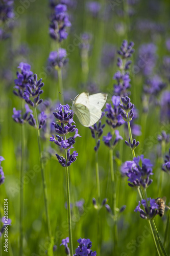 Fototapeta Naklejka Na Ścianę i Meble -  Lavendel und Schmetterling