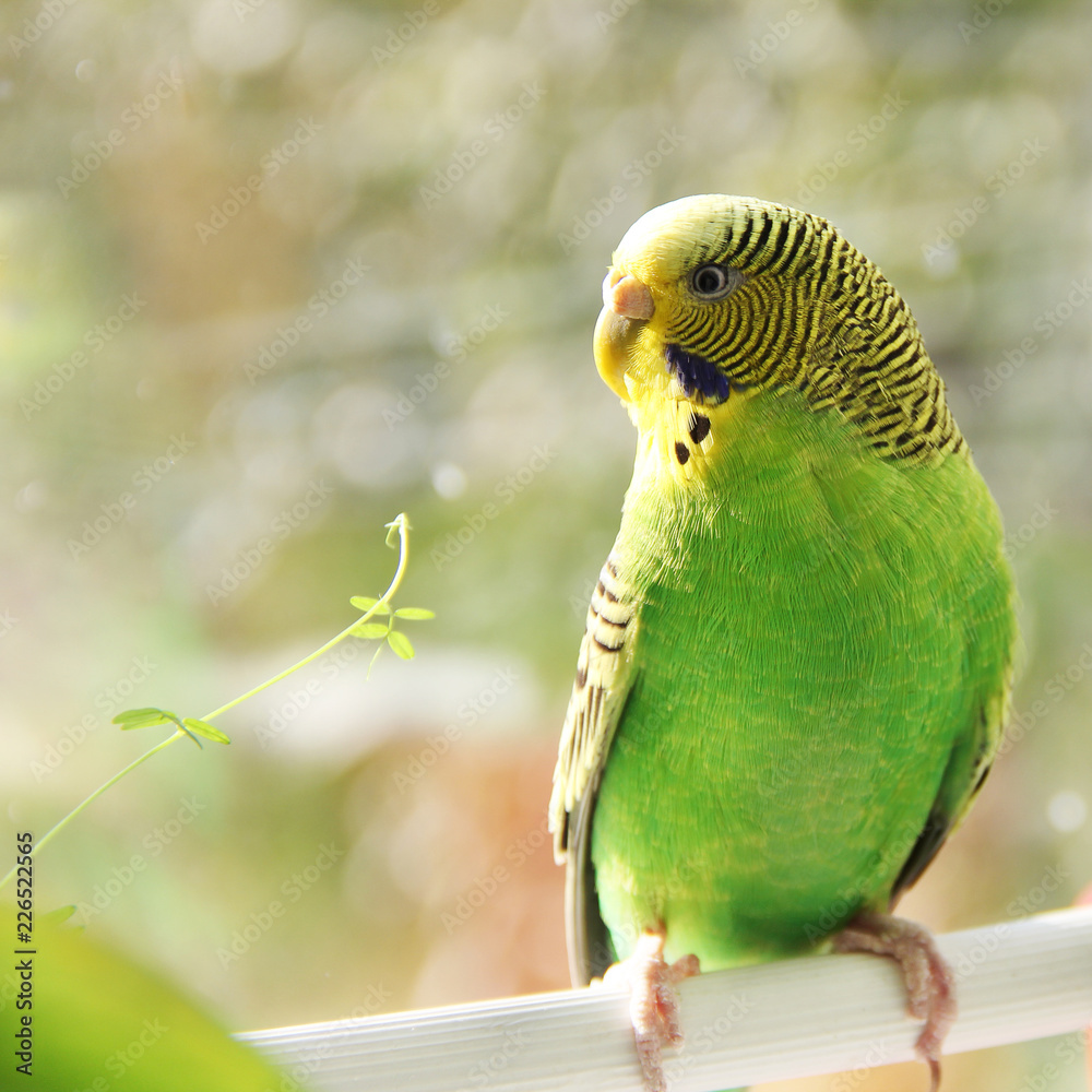 Fototapeta premium Budgerigar. Parrot near the window