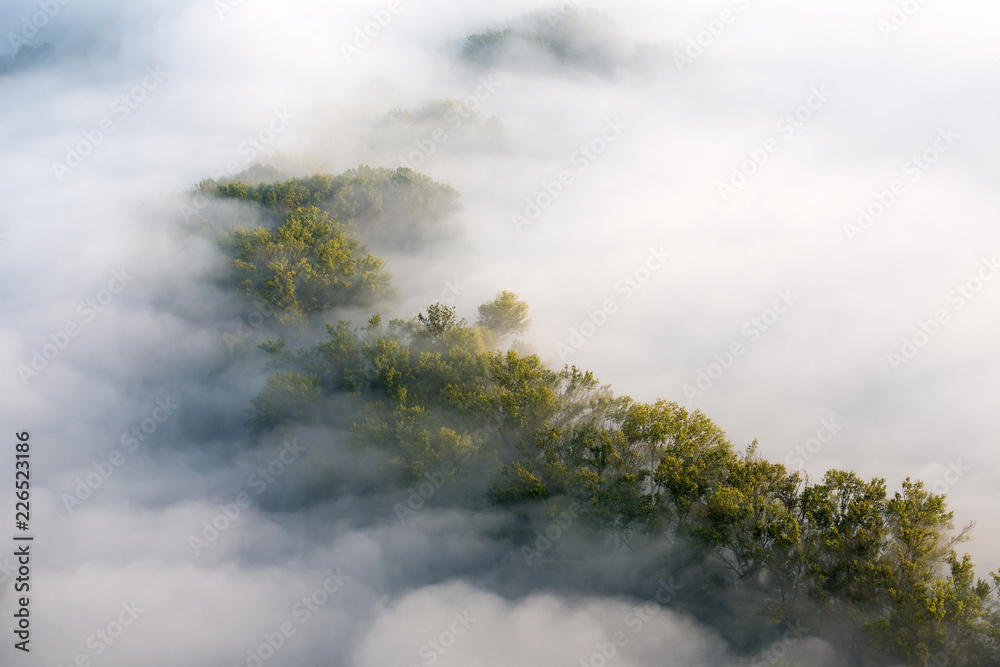Fototapeta Gęsta Mgła nad lasem