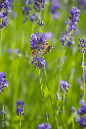 Fototapeta Naklejka Na Ścianę i Meble -  Lavendel und Schmetterling