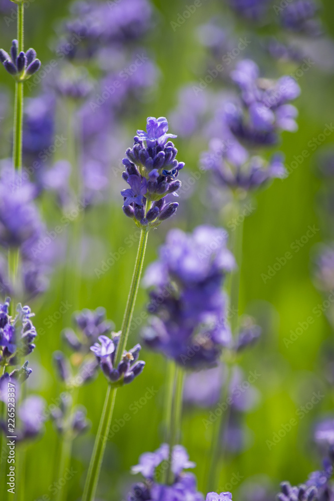 Obraz premium Lavendel und Schmetterling